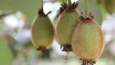 Actinidia chinensis 'Jenny' (Kiwi) fruitplant 65cm - afbeelding 5