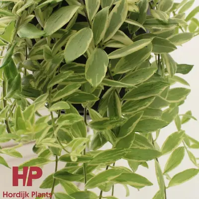 Aeschynanthus 'Bolero Bicolore' (Schaamrood, Lipstickplant) 35cm - afbeelding 2