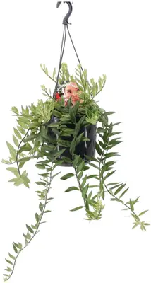 Aeschynanthus 'Bolero Bicolore' (Schaamrood, Lipstickplant) 35cm - afbeelding 1