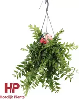 Aeschynanthus 'caroline' (Lipstickplant, Schaamrood) hangplant 25 cm kopen?