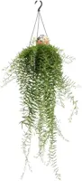 Aeschynanthus 'Green Star' (Schaamrood, Lippenstiftplant) 50cm - afbeelding 1