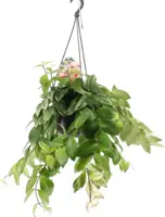 Aeschynanthus lobbianus 'Variegatus' (Schaamrood) 50cm - afbeelding 1