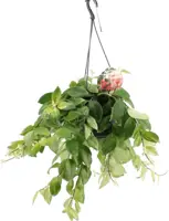 Aeschynanthus lobbianus 'Variegatus' (Schaamrood) 50cm - afbeelding 2