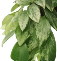 Aeschynanthus lobbianus 'Variegatus' (Schaamrood) 50cm - afbeelding 4