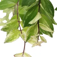 Aeschynanthus lobbianus 'Variegatus' (Schaamrood) 50cm - afbeelding 3