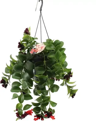 Aeschynanthus 'Mona lisa' (Schaamrood, Lipstickplant) 25cm - afbeelding 1