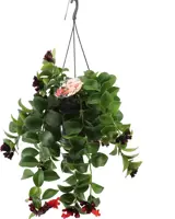 Aeschynanthus 'Mona lisa' (Schaamrood, Lipstickplant) 25cm - afbeelding 1