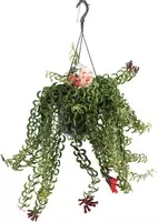 Aeschynanthus 'Twister' (Lipstickplant, Schaamrood) hangplant 25 cm - afbeelding 1
