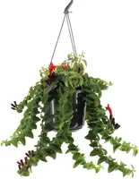 Aeschynanthus 'Twister XL' (Schaamrood, Lipstickplant) 35cm - afbeelding 1