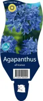 Agapanthus africanus (Afrikaanse lelie) - afbeelding 1