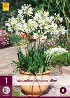 Agapanthus africanus albus 1 stuks - afbeelding 1