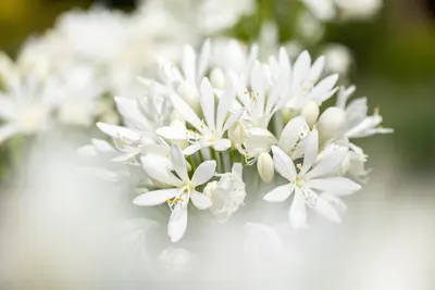 Agapanthus africanus 'Albus' (Afrikaanse lelie) - afbeelding 2