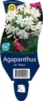 Agapanthus africanus 'Albus' (Afrikaanse lelie) - afbeelding 1