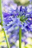 Agapanthus africanus 'Amourette® Blue' (Afrikaanse lelie 'Amourette® Blue') - afbeelding 1