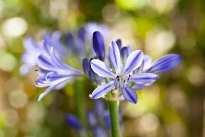 Agapanthus Africanus Blue Umbrella (Afrikaanse lelie) - afbeelding 3