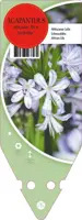 Agapanthus Africanus Blue Umbrella (Afrikaanse lelie) - afbeelding 1