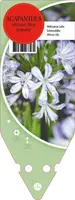 Agapanthus Africanus Blue Umbrella (Afrikaanse lelie) kopen?