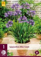 Agapanthus blue giant 1 stuks kopen?