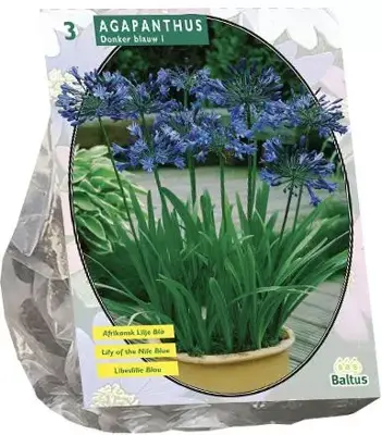 Agapanthus donkerblauw 3 stuks - afbeelding 1