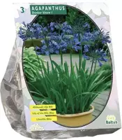 Agapanthus donkerblauw 3 stuks - afbeelding 1