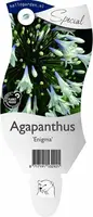 Agapanthus 'Enigma' (Afrikaanse lelie) - afbeelding 1
