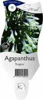 Agapanthus 'Enigma' (Afrikaanse lelie) - afbeelding 1
