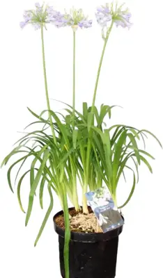 Agapanthus 'Hoyland blue' (Afrikaanse lelie) 95cm - afbeelding 1