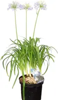 Agapanthus 'Hoyland blue' (Afrikaanse lelie) 95cm - afbeelding 1