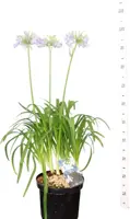 Agapanthus 'Hoyland blue' (Afrikaanse lelie) 95cm - afbeelding 2