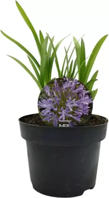 Agapanthus hybride 'Dr. Brouwer' (Afrikaanse lelie) 30cm - afbeelding 1