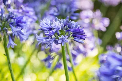 Agapanthus hybride 'Dr. Brouwer' (Afrikaanse lelie 'Dr. Brouwer') - afbeelding 1