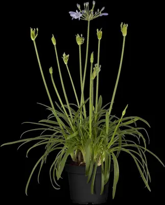 Agapanthus hybride 'Summer Love® Blue' (Afrikaanse Lelie 'Summer Love® Blue') - afbeelding 2