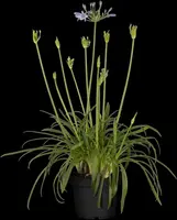 Agapanthus hybride 'Summer Love® Blue' (Afrikaanse Lelie 'Summer Love® Blue') - afbeelding 2