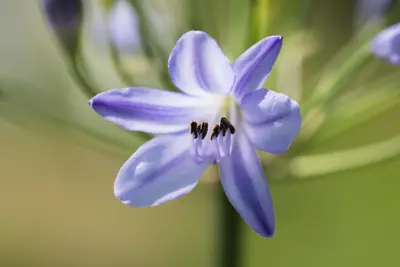 Agapanthus hybride 'Summer Love® Blue' (Afrikaanse Lelie 'Summer Love® Blue') - afbeelding 1
