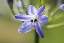 Agapanthus hybride 'Summer Love® Blue' (Afrikaanse Lelie 'Summer Love® Blue') - afbeelding 1
