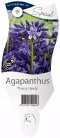 Agapanthus pretty heidy (Afrikaanse Lelie) - afbeelding 1