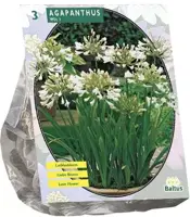 Agapanthus wit 3 stuks - afbeelding 2