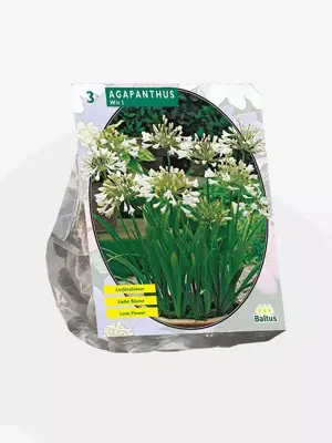 Agapanthus wit 3 stuks - afbeelding 1