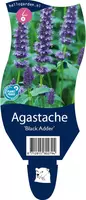 Agastache 'Black Adder' (Dropplant) - afbeelding 1