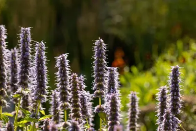 Agastache 'Blue Fortune' (Anijsplant) - afbeelding 3