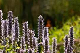 Agastache 'Blue Fortune' (Anijsplant) - afbeelding 3