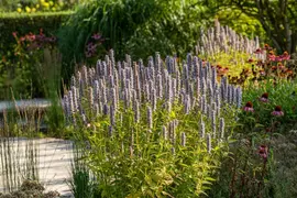 Agastache 'Blue Fortune' (Anijsplant) - afbeelding 4