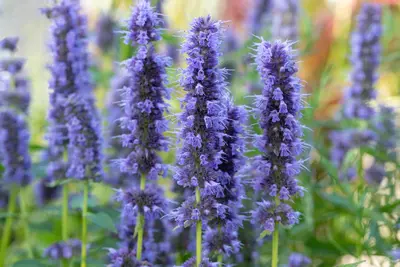 Agastache 'Blue Fortune' (Anijsplant) - afbeelding 5