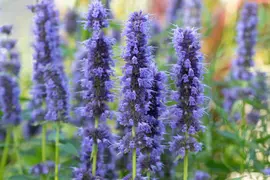Agastache 'Blue Fortune' (Anijsplant) - afbeelding 5