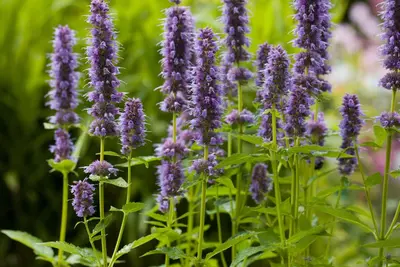 Agastache 'Blue Fortune' (Anijsplant) - afbeelding 7
