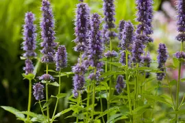 Agastache 'Blue Fortune' (Anijsplant) - afbeelding 7