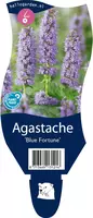 Agastache 'Blue Fortune' (Anijsplant) - afbeelding 1
