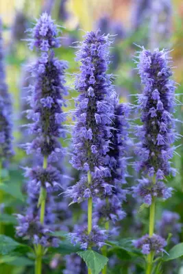 Agastache 'Blue Fortune' (Anijsplant) - afbeelding 6