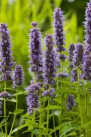 Agastache 'Blue Fortune' (Anijsplant) - afbeelding 8