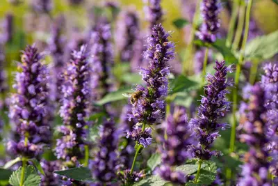 Agastache Hybr. Black Adder (Dropplant) - afbeelding 4